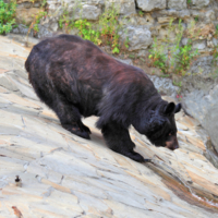 Гималайский медведь на водопое