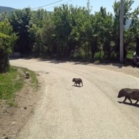 По правилам дорожного движения