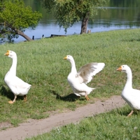 За мною, барышни, и шире шаг!