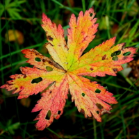 Осенний лист.