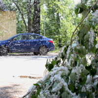 Тополиный пух.