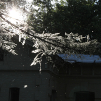 Лиственница в тополином "снегу"