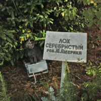 Лох серебристый