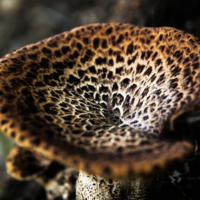 Леопардовый гриб