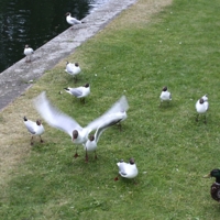 Парламентёр