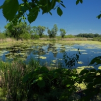 Летние зарисовки