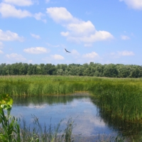 Июльский полдень