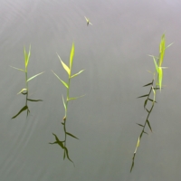 Соната для секстета