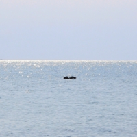 Чистый горизонт