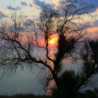 Налево пойдёшь, листву потеряешь