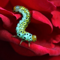 Гуттаперчевая пилильщица 