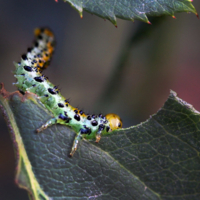 Ненасытная Аргида