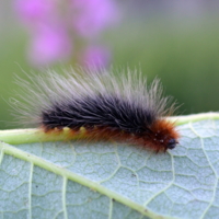 caterpillar