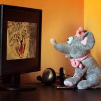 Мышкины кошмары