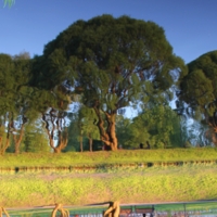 Танцующий лес