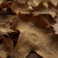 The melancholy of autumn