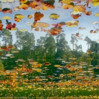 Там листья падают вниз, 