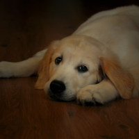 Собачий блюз