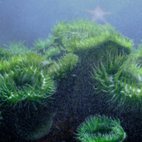 Дыхание других миров