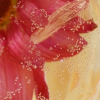 в пузырьках