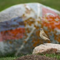 Не в фокусе... 
