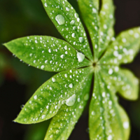 Далекая, счастливая звезда