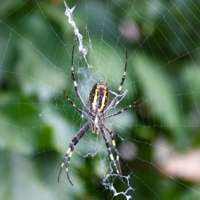 Симметричный симметрию строил