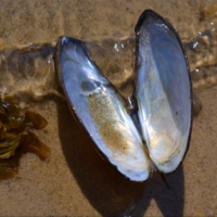 Перламутровые крылья