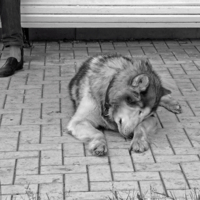 Я у твоих ног ...