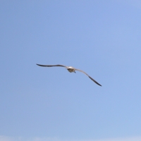 Бесконечная радость полёта