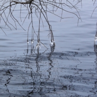 Кардиограмма января