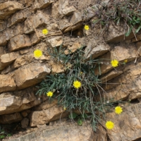 Нарушая камня ритм