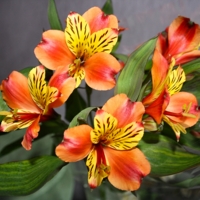 Перуанские мотивы