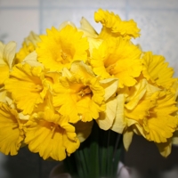 Солнце в доме