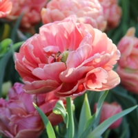 Навстречу весне!!!