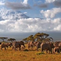 Утренние слоны Килиманджаро
