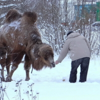 Эх, бедняга не местный...