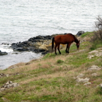 лошадки тоже любят море