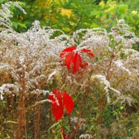 Октябрьская палитра