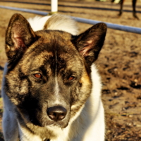 Большая японская 