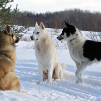 В глаза смотри!Ты кость стащила?