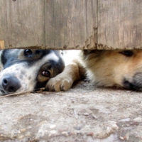 Маленькая щель в свободу