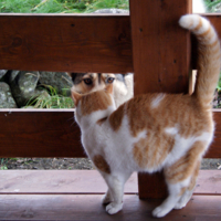 Ничего, я подожду...