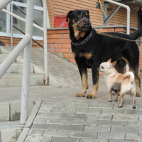 Задерживается хозяин.