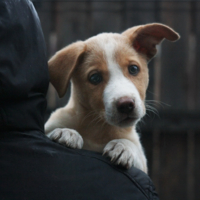 Родное плечо