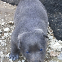 Синеглазое любопытство