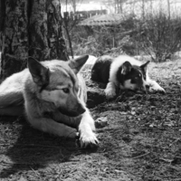 Наблюдают за кошками