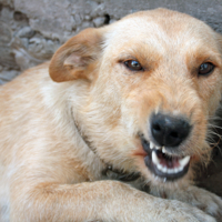 Пррроникну