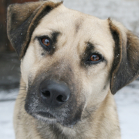 а снег идет