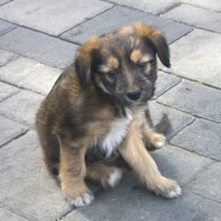 Эх, жизнь моя собачья...